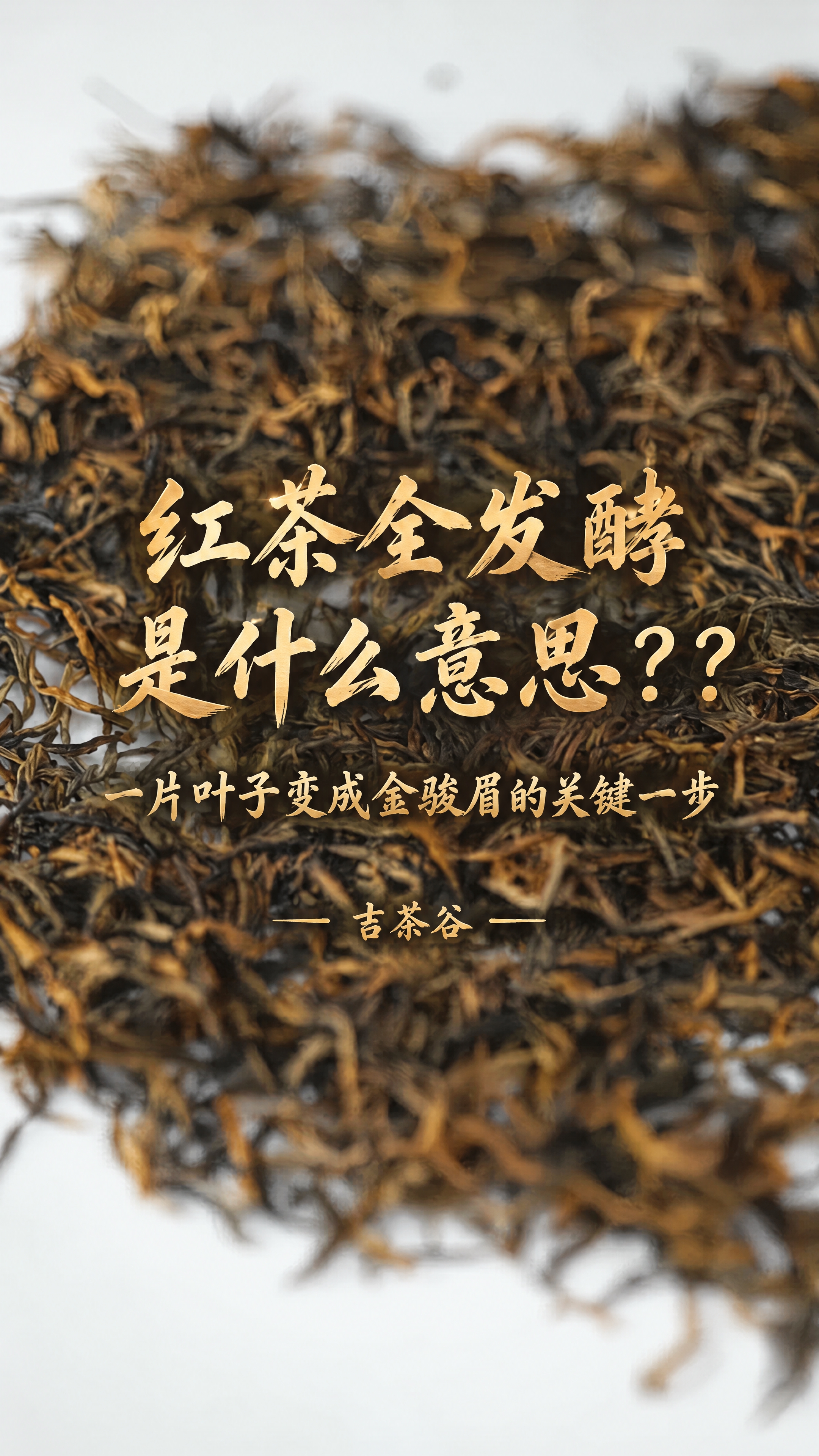 基于这张正山小种茶叶干茶图片进行修改，保持背景茶叶画面完全原样… - 图片创意预览