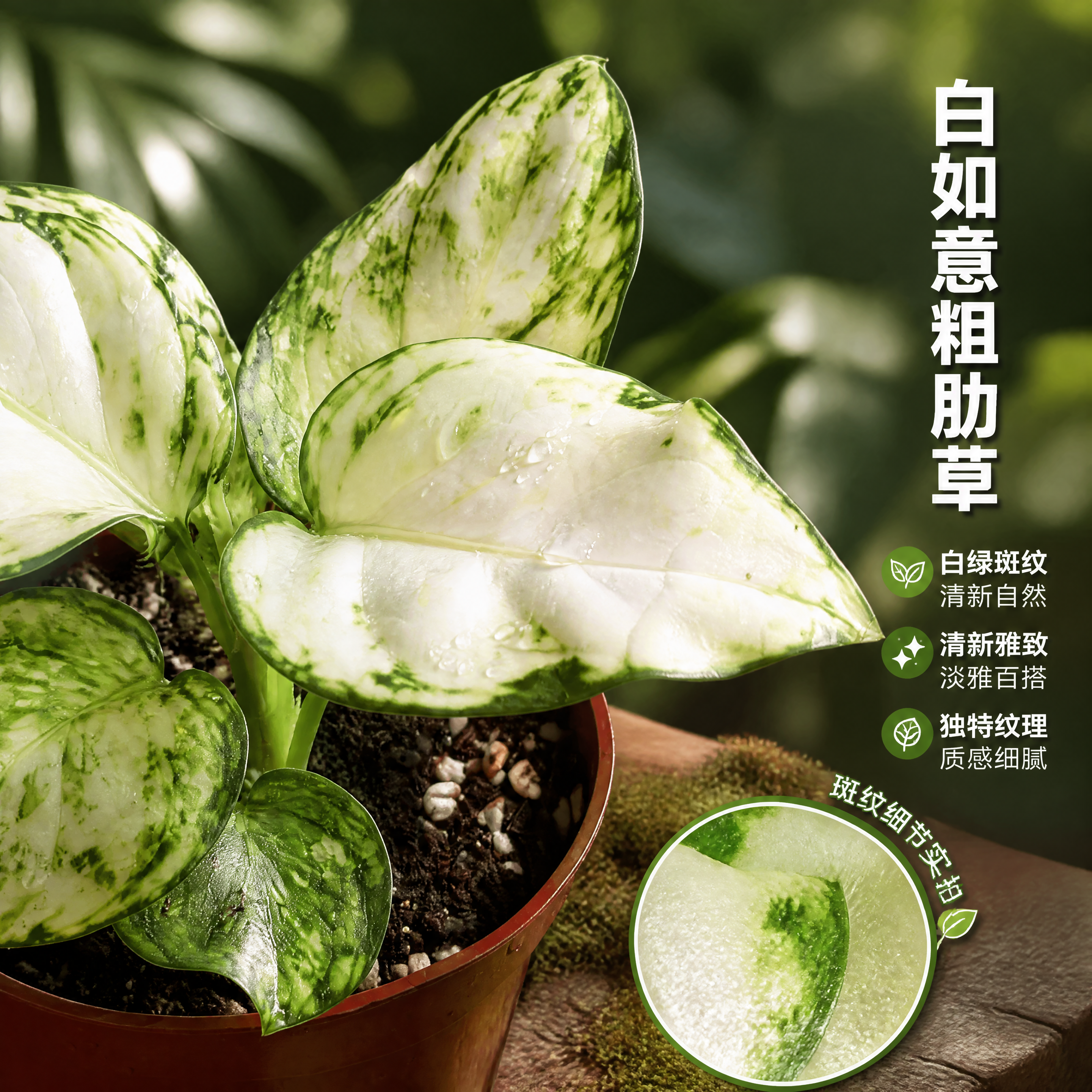 [主图-3] 白如意粗肋草 叶片细节特写卖点图。 [统一基调]… - 图片创意预览