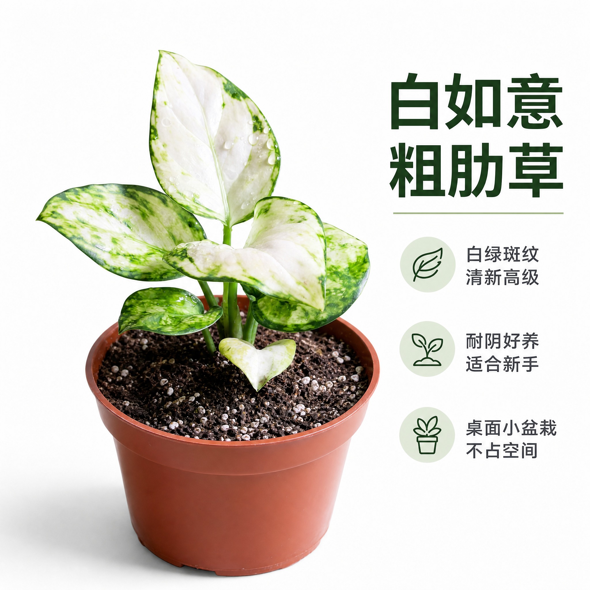 [主图-3] 白如意粗肋草单品白底主图，亮白色背景，突出白绿斑… - 图片创意预览