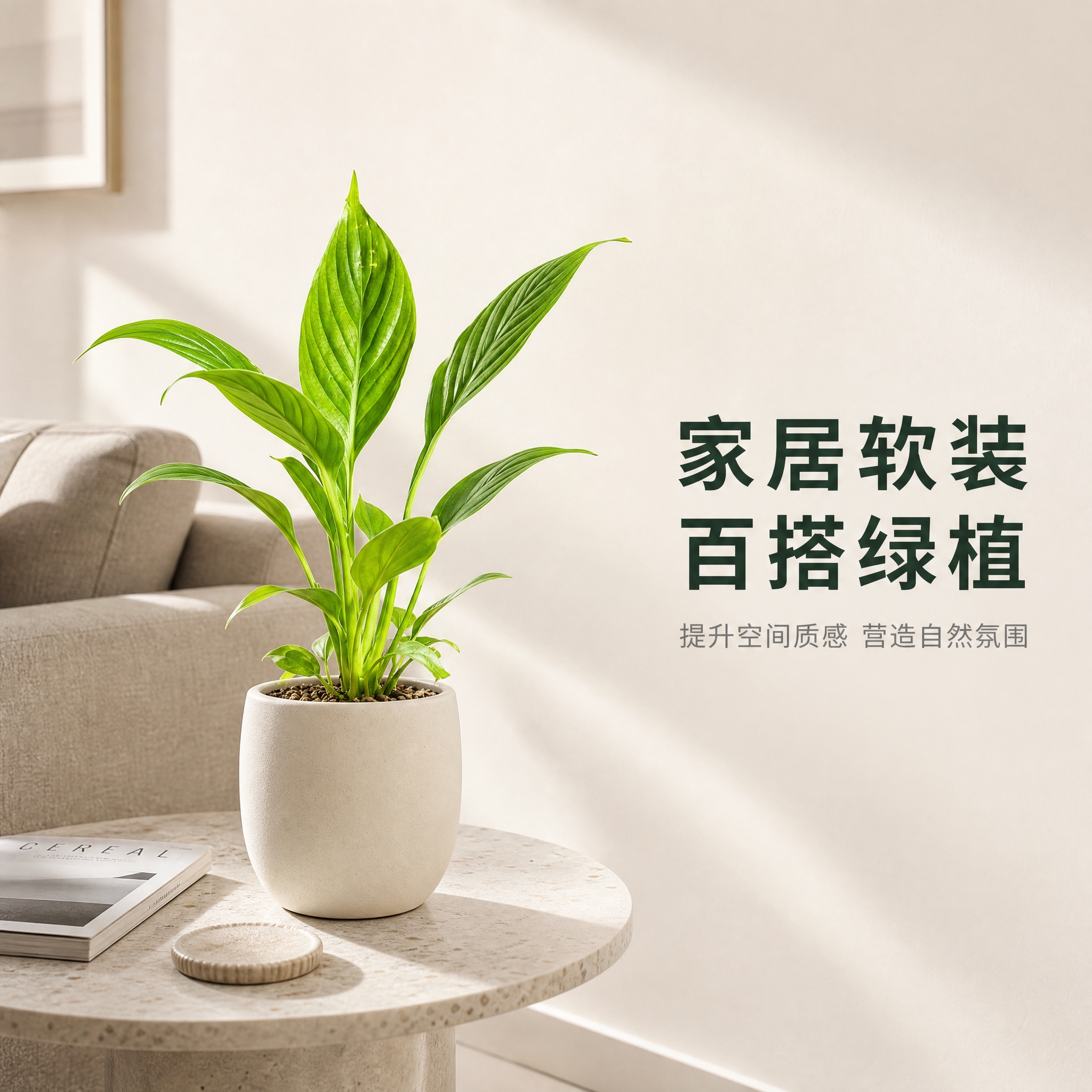 [主图-8] 客厅场景展示图，美酒白掌摆放在客厅边几，体现家居… - 图片创意预览