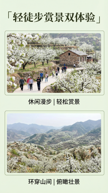 [主图 5] 轻徒步赏景双体验
[氛围/风格] 活力户外风，春日清新通透
[画面元素] 分上下两个小画框，上方展示休闲路线：游客漫步梯田梨花小径，下方展示徒步路线：山顶俯瞰梨花山峦，保留原图梨花景观风预览效果