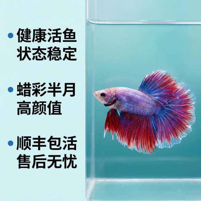 [主图 3] [主图主题] 泰国斗鱼核心优势展示 [氛围/风格] 简约专业水族风格，干净通透 [画面元素] 泰国半月蜡彩斗鱼完整展示在画面偏右侧，背景为简约渐变青蓝色水族背景，左侧留白放置核心优势文案预览效果