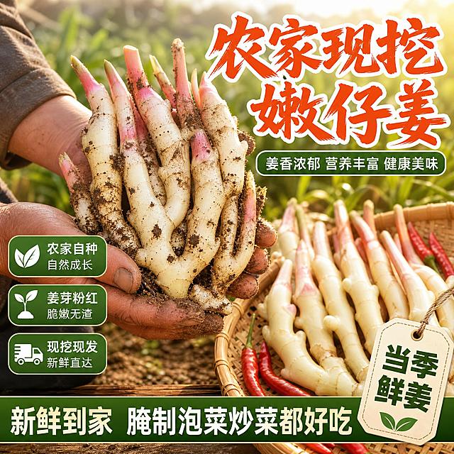 [主图-2] 主题：新鲜嫩仔姜 产地溯源与品质细节 突出农家自种现挖新鲜。[统一基调] 拼多多风格 大字直白 田园自然风 暖绿+橙红主色调 粗黑体粗笔刷标题字 绿色圆角标签卡 自然暖阳逆光 食欲感 产地氛围。[画面] 画面中心偏左放置一只农民戴着手捧新鲜嫩仔姜的手部特写 手中的仔姜与用户产品图一致：红芽白嫩 姜身修长 带泥土 刚从地里刚挖出的状态 泥土颗粒清晰 姜芽粉红鲜嫩。背景是虚化的姜田农场 绿叶植物 阳光洒下 有田园泥土气息。右侧和下方摆放竹编簸箕 里面整齐摆放着清洗干净的嫩仔姜 姜芽粉红 姜身白嫩 旁边放几个红辣椒点缀 体现川味腌制联想。产品占比约65%。[光影质感] 自然暖阳侧逆光 姜体通透有光泽 泥土真实质感 手部皮肤纹理清晰 竹编簸箕纹理自然 商业摄影质感 高清细节。[配色] 主色绿色+橙红 辅助色米白 暖黄 背景田园绿色虚化 标题橙红色 标签深绿 文字白色或深绿。[文字版式] 右上超大主标题：农家现挖 嫩仔姜 橙红色粗笔刷书法字 带白边。主标题下方绿色圆角标签：姜香浓郁 营养丰富 健康美味。左侧竖排三个绿色圆角图标标签：农家自种 自然成长 / 姜芽粉红 脆嫩无渣 / 现挖现发 新鲜直达 每个配白色小图标。底部通栏绿色条：新鲜到家 腌制泡菜炒菜都好吃。右下角吊牌标签：当季鲜姜。文字清晰可读 不遮挡主体。[输出要求] 1:1比例 产品清晰 文字清晰 无变形 无错字 无水印 无平台logo 禁止模糊杂乱 禁止手部畸形。