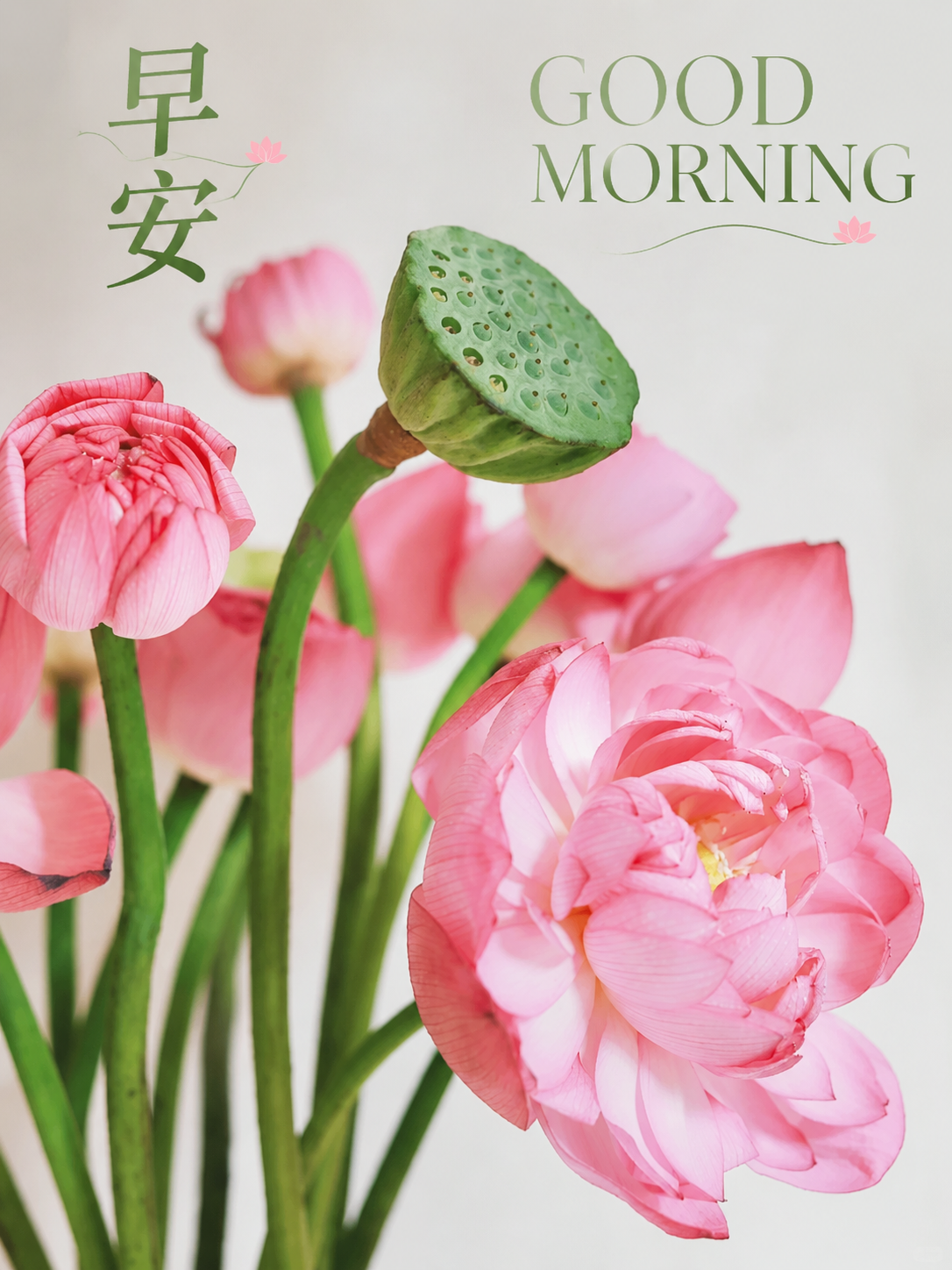 去掉图片上所有现有的文字，包括'今天愉快'、'Good mor… - 图片创意预览
