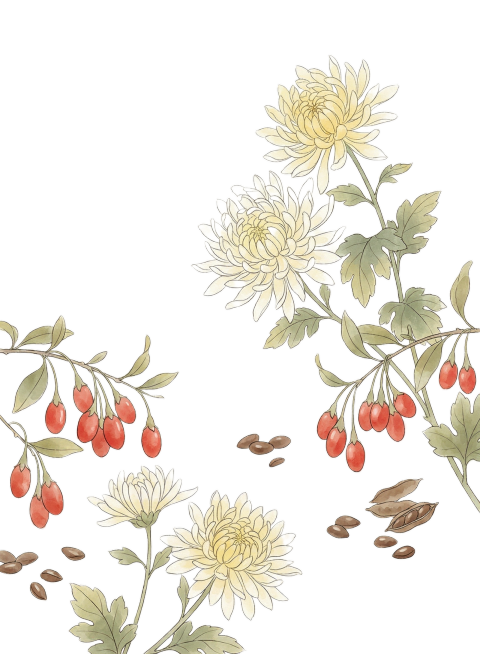 帮我生成一张又菊花 枸杞 决明子这几种食材在一起的插画 画风参考所给参考图中包装图上插画的风格来预览效果