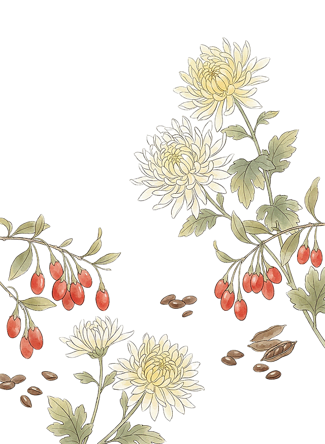 帮我生成一张又菊花 枸杞 决明子这几种食材在一起的插画 画风参考所给参考图中包装图上插画的风格来