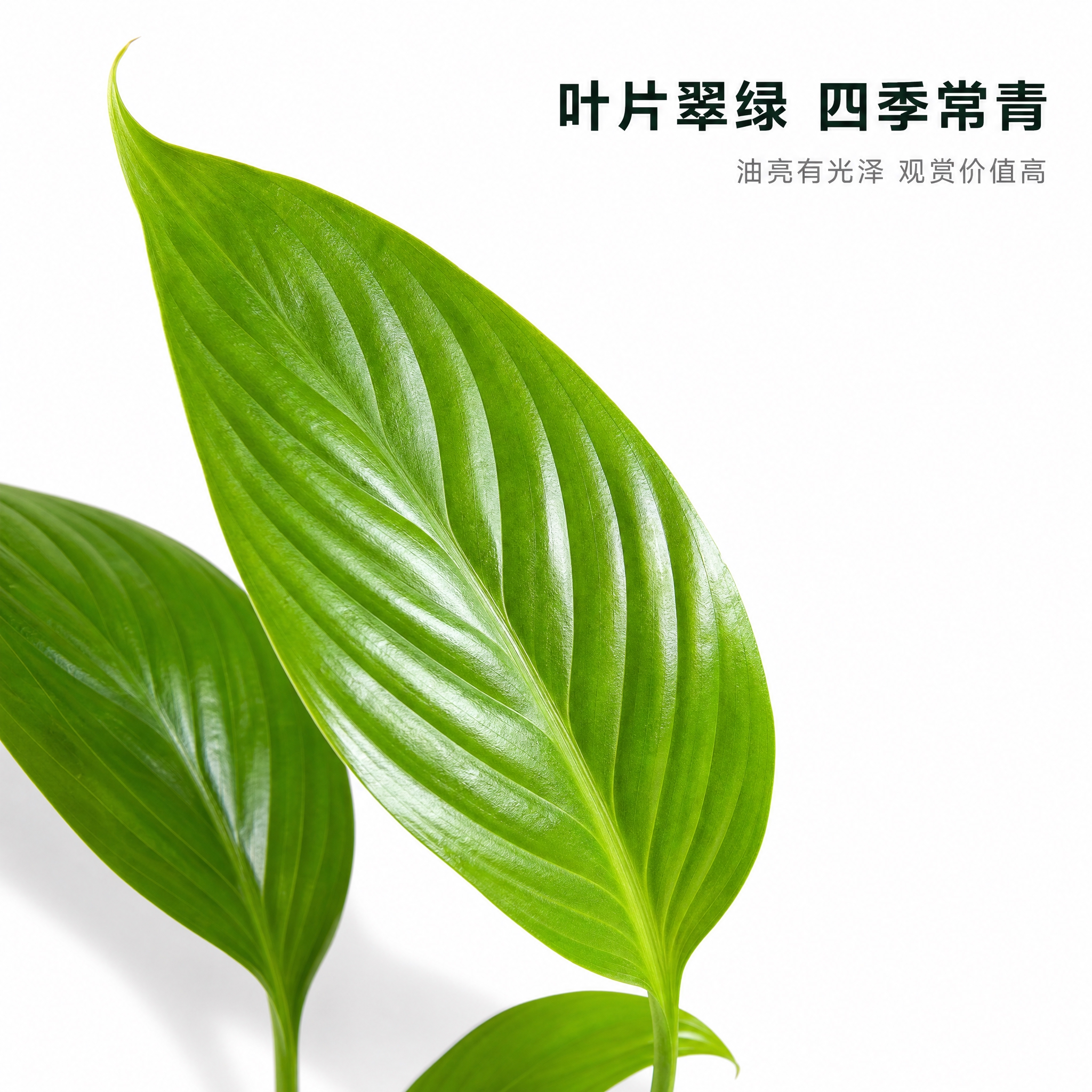 [主图-3] 叶片细节质感图，纯白背景，展示美酒白掌叶片纹理与… - 图片创意预览