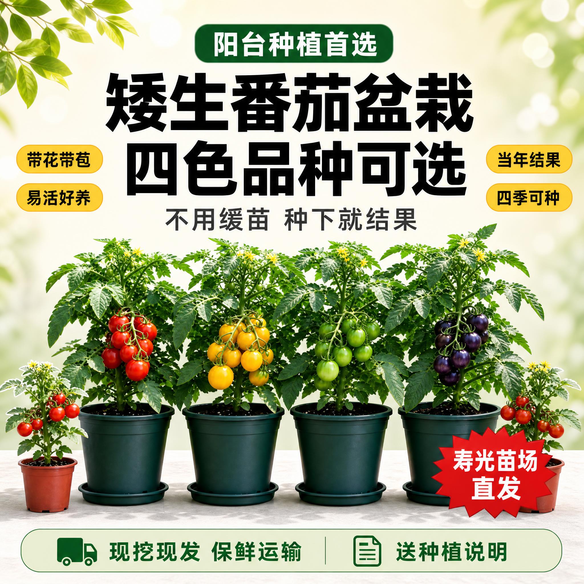 [主图-2 裂变版] 矮生番茄盆栽 拼多多爆款促销风主图 包围… - 图片创意预览