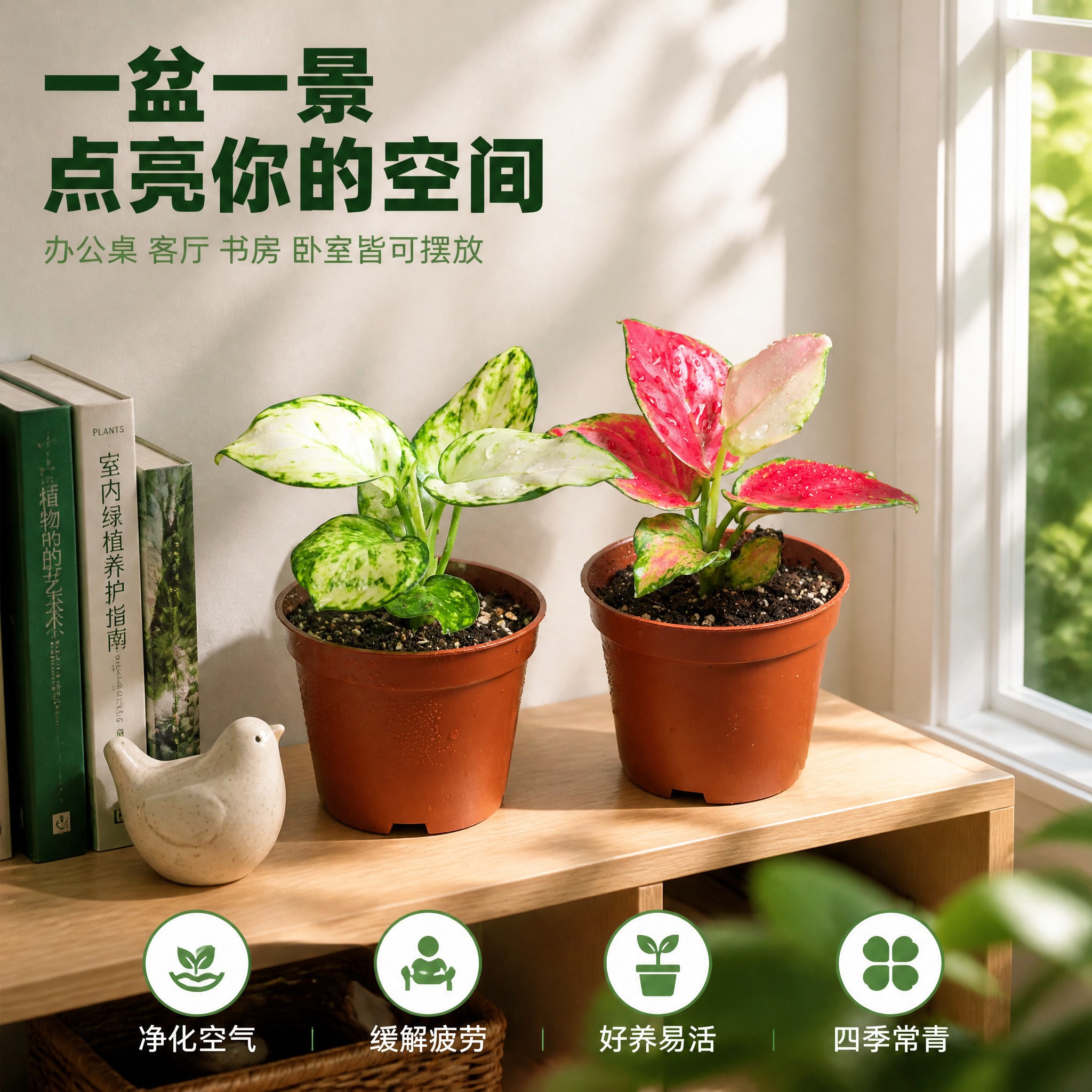 [主图-4] 白如意粗肋草和红宝石粗肋草 室内摆放场景图 适配… - 图片创意预览