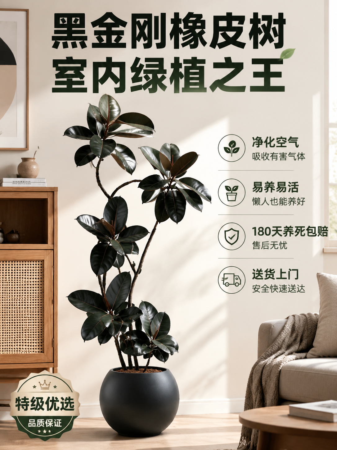 淘宝天猫电商主图，3:4竖版，画面主体是特级黑金刚橡皮树大型室… - 图片创意预览