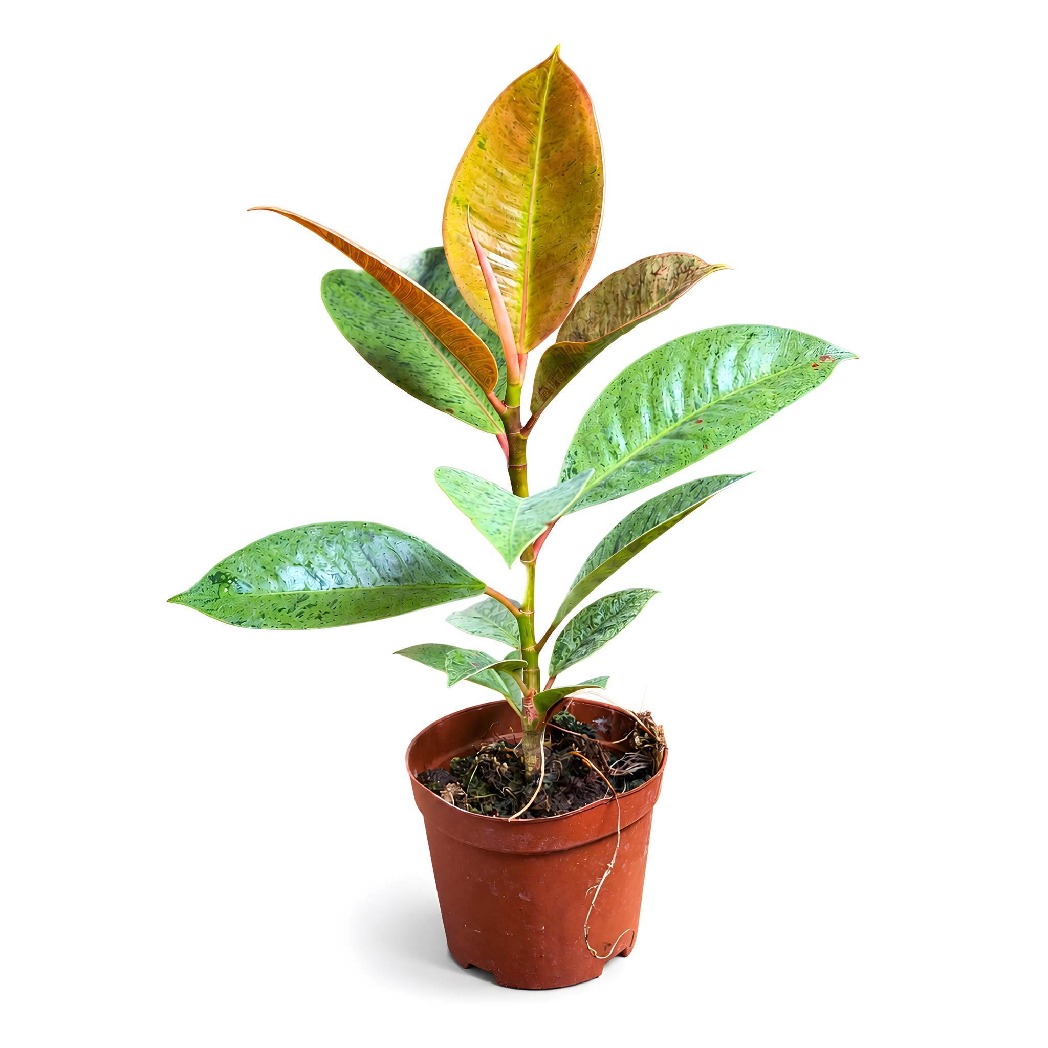 产品精修，产品置于纯白背景上，专业商业棚拍光，5500K标准中… - 图片创意预览
