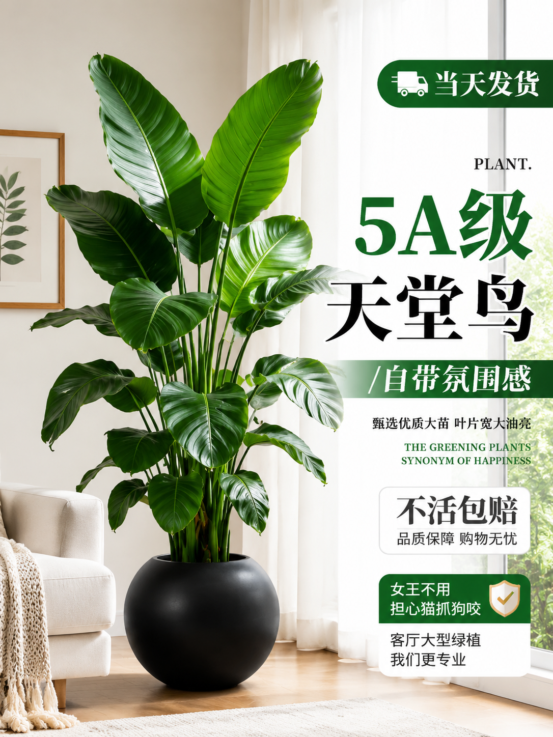 淘宝天猫电商主图，3:4竖版，5A级天堂鸟大型绿植盆栽，叶片宽… - 图片创意预览