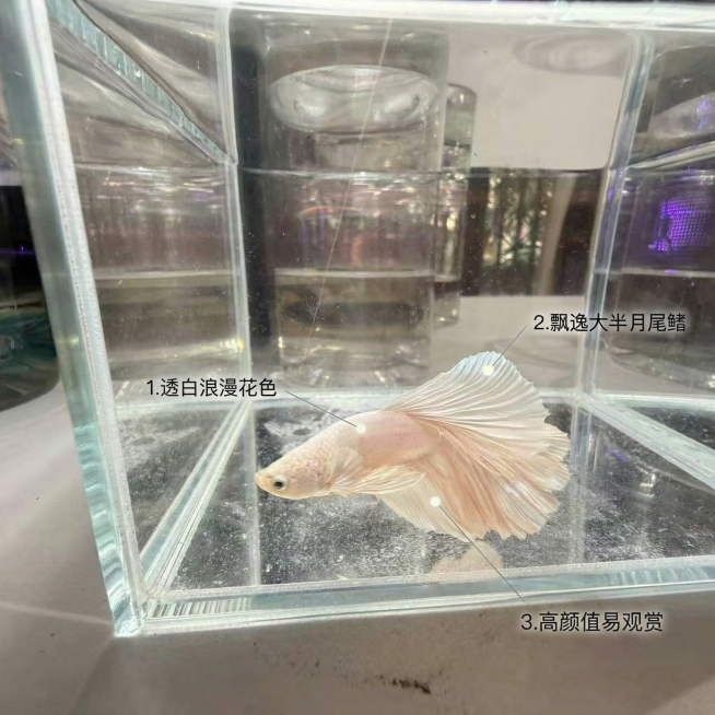 [主图 2] 核心亮点导图展示
[氛围/风格] 真实干净，专业清晰，突出产品核心特征
[画面元素] 基于原斗鱼图，保留透白斗鱼主体完整居中，用极细浅灰色引线连接三个核心亮点部位：透白鱼身、大半月尾鳍，预览效果