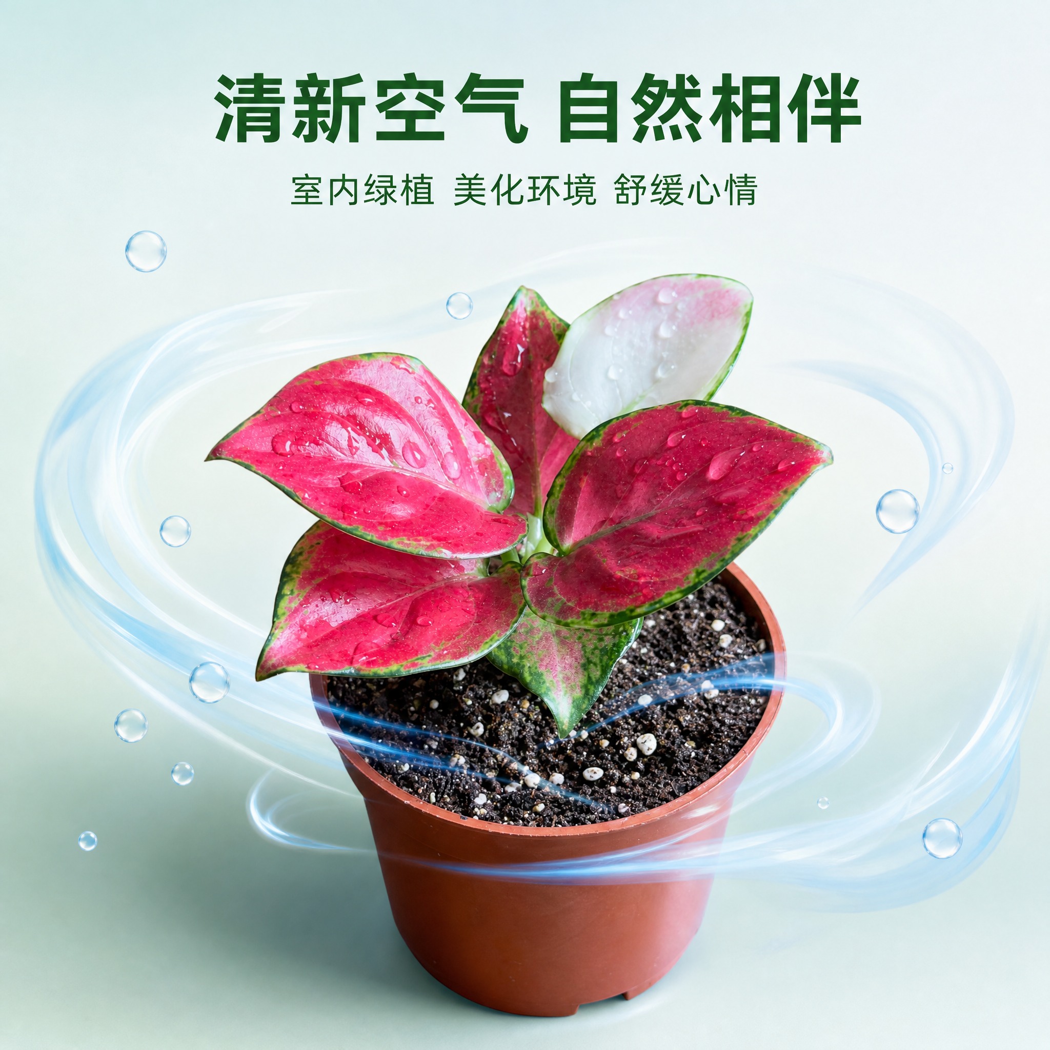 [主图-9] 净化空气功能卖点图 唯一任务：展示粗肋草净化空气… - 图片创意预览