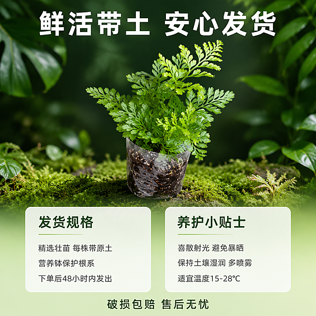 [主图-5] 狼尾蕨发货规格与养护指南图
[氛围风格] 热带雨林清新自然风，信任感强，信息清晰；
[画质] 商业产品摄影质感、光线均匀柔和、画面干净高级、信息易读；
[元素] 画面上半部分为狼尾蕨带土球的发货状态展示，植株完整，根部带原土球用透明营养钵包裹，放置在雨林风苔藓背景上，主体占比约50%。下半部分左右分为两块信息区：左侧为「发货规格」区域，右侧为「养护小贴士」区域。背景为浅绿到深绿的渐变雨林风背景，顶部有几片虚化的大叶片装饰，底部有苔藓纹理点缀。**保持狼尾蕨产品外观（即物理结构、叶片形态、颜色、土球状态）与输入产品图一致，杜绝任何变形和色差**。产品与背景有自然接触阴影，禁止硬切边缘与悬浮感。画面满屏无边框。
[光影] 柔和顶光为主，均匀打亮植株与土球，阴影通透；整体光线明亮干净，突出鲜活质感与发货品质感。
[配色] 主色调森林绿渐变背景 + 翠绿植物；辅色土球深褐、苔藓浅绿、白色文字卡片。
[视角构图] 上产品下信息的上下构图，上半部分植株居中，下半部分左右两栏信息对称分布，视觉平衡，信息层级清晰。
[文字版式] 顶部植株上方大字标题「鲜活带土 安心发货」白色粗体无衬线。下半部分左侧卡片：标题「发货规格」深绿色粗体，内容三行「精选壮苗 每株带原土」「营养钵保护根系」「下单后48小时内发出」，深灰色小号字体。右侧卡片：标题「养护小贴士」深绿色粗体，内容三行「喜散射光 避免暴晒」「保持土壤湿润 多喷雾」「适宜温度15-28℃」，深灰色小号字体。两张卡片为圆角白色半透明底，内边距充足，文字左对齐。底部居中一行小字「破损包赔 售后无忧」深绿色。
[输出要求] 1:1比例，文字清晰锐利，超高清商业摄影质感；
[负向提示词] 变形，文字错乱，产品图模糊，背景杂乱，水印，电商平台Logo，多余的手，畸形手，人物面部。