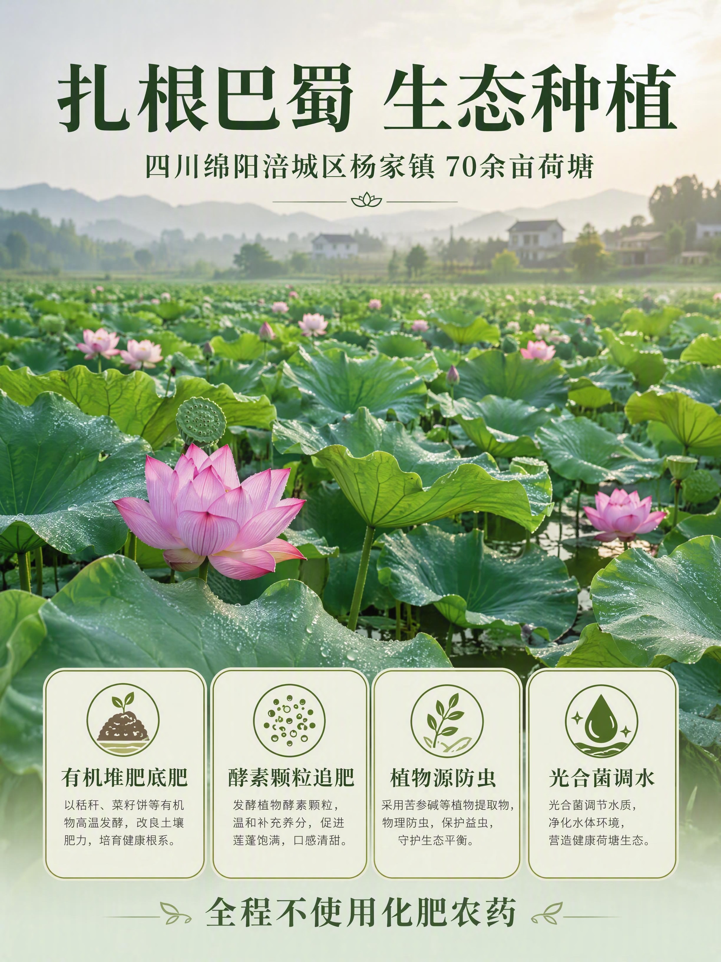 第4张 产地生态展示页-四川绵阳荷塘生态有机种植。本张使用【图… - 图片创意预览