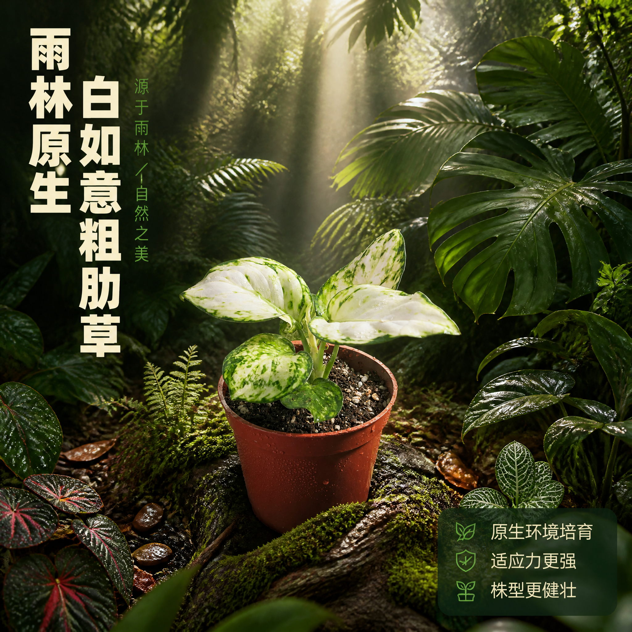 [主图-7] 白如意粗肋草雨林原生环境场景主图。 [统一基调]… - 图片创意预览