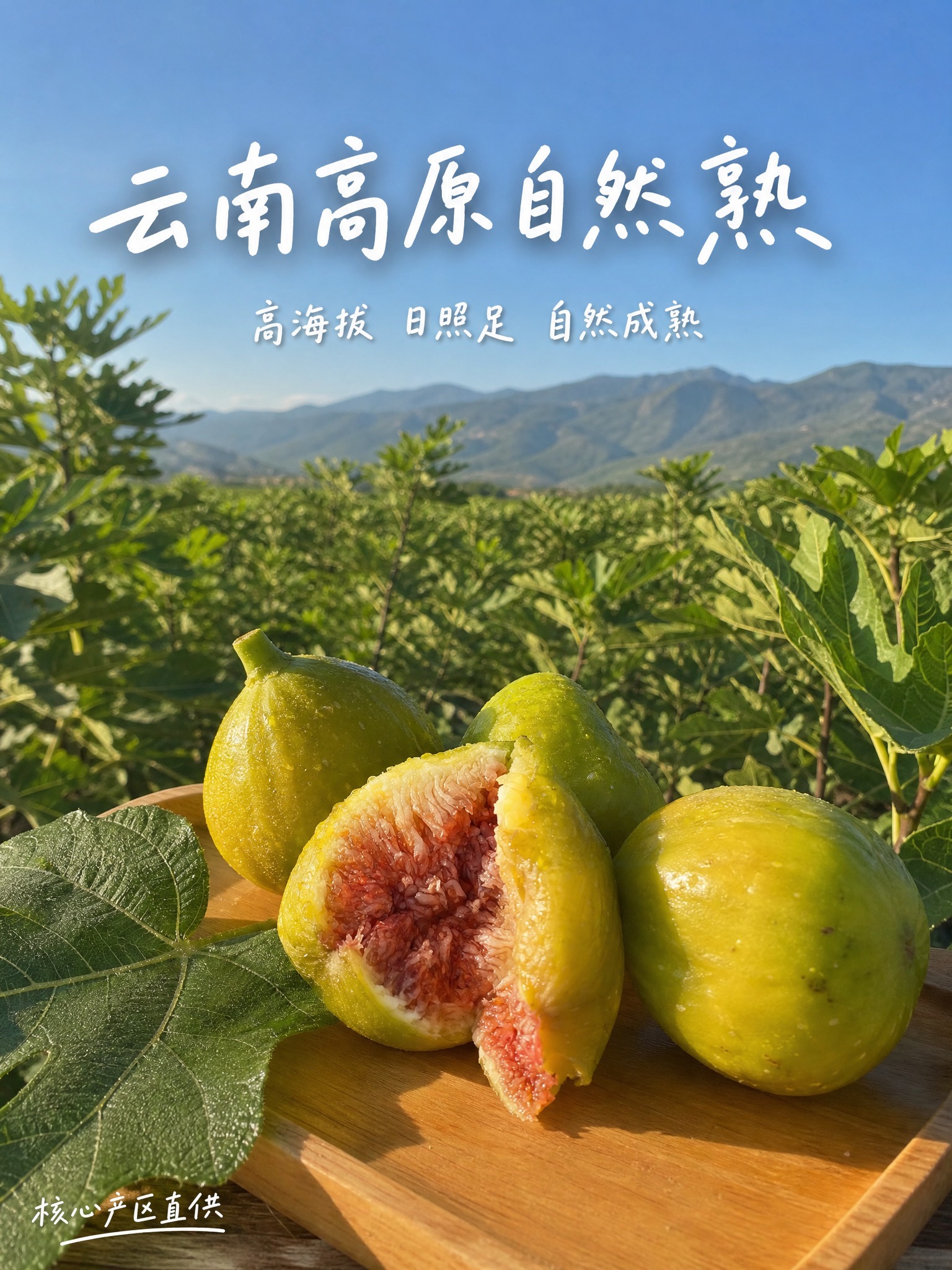 [主图-2] 云南高原自然熟无花果 产地溯源 高原自然成熟。… - 图片创意预览