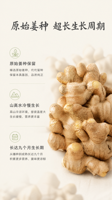 [第3屏] 姜种与生长周期优势，本屏使用【图1】作为商品主体参考。
[氛围/风格] 自然真实风，知识科普感，清晰通透，干净质朴。
[元素布局] 左文右图结构，右侧放置小黄姜块主体，占据约55%画面宽度预览效果