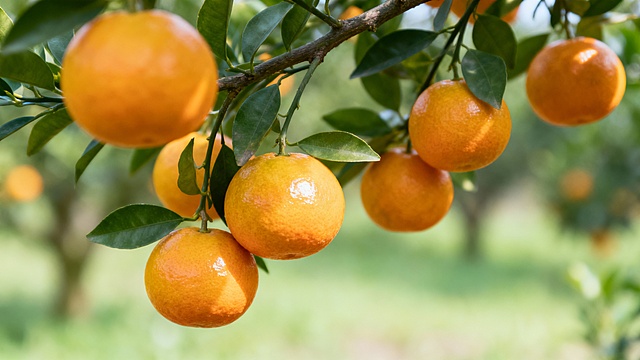 参考这个蓝莓的照片，帮我生成一张果型饱满圆润的沃柑在果园树上枝头挂着的高清照片，稍微六百，整体图片简单高级