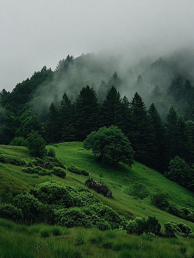 清除画面中所有的文字内容，保留完整的山林自然风景，画面自然和谐，没有文字残留痕迹