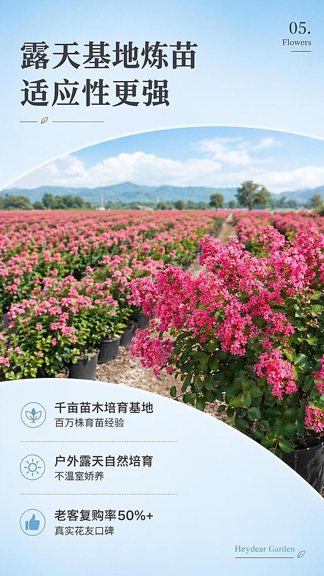 [第7屏] 基地货源保障模块详情页，商品为矮紫薇。本屏使用【图1】作为商品花簇展示。
[氛围/风格] 自然户外清新风，浅蓝渐变底色，真实基地场景，商业摄影质感。
[元素布局] 顶部为标题区，中部拱形图框展示露天基地成片的矮紫薇花田，前景保留玫红色矮紫薇花簇，保留花型颜色与原图一致，背景为千亩培育基地远景，展示规模化培育场景。
[光影质感] 自然户外日光，远景近景层次清晰，整体明亮通透，自然氛围浓郁。
[配色色系] 浅蓝渐变背景，主色为玫红色花簇、绿色叶片，文字深灰色，清新自然配色。
[视角构图] 上标题、中拱形大图、下卖点文字竖向排版，阅读动线从上到下。
[文字版式] 标题「露天基地炼苗 适应性更强」，卖点短句分段排列：千亩苗木培育基地，百万株育苗经验；户外露天自然培育，不温室娇养；老客复购率50%+，真实花友口碑。右上角标注「05. Flowers」，右下角英文「Heydear Garden」，文字清晰排版合理，不遮挡主体场景。
[比例分辨率] 9:16竖版比例，4K分辨率，文字清晰可辨，高清画质。
[负向提示词] 花型变形，颜色偏差，文字错乱，文字过小，水印，背景杂乱
