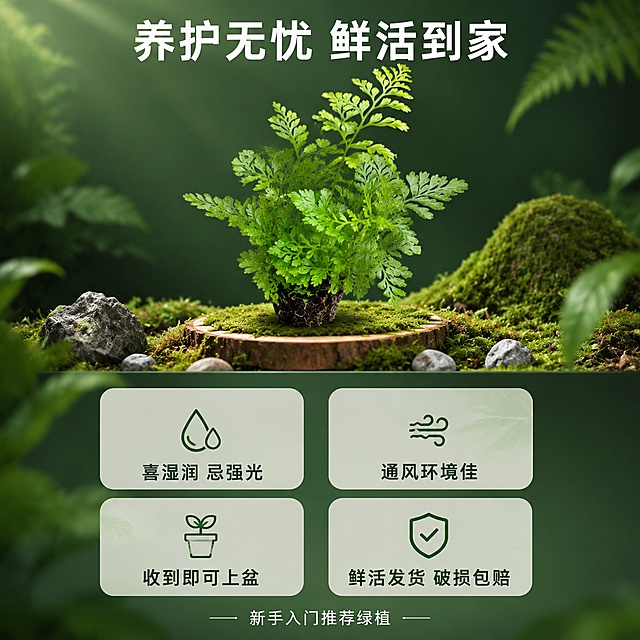 [主图-5] 狼尾蕨养护指南与服务保障图
[氛围风格] 清新自然治愈系，热带雨林元素点缀，信息清晰，商业摄影质感
[画质] 超高清商业摄影质感，画面干净通透，文字易读
[元素] 画面主体是一盆状态极佳的狼尾蕨盆栽（保持植株外观与输入产品图一致，杜绝变形色差），放置在长满苔藓的圆形木片上，周围点缀几块小石头和一小撮苔藓，营造雨林氛围。背景是柔和的深绿色渐变，有轻微的叶片剪影装饰。画面分为上下两部分，上半部分展示产品，下半部分为信息区。商品主体占比约45%，位于上半部分视觉中心。
[光影] 柔和的顶光加侧光，主光从左上打下，在叶片上形成自然高光，辅光从右侧补亮暗部，整体光线均匀柔和，植物鲜活有生命力，阴影自然柔和。
[配色] 主色调翠绿（植物）+ 深绿墨绿（背景）；辅色苔藓绿、木色棕、文字白色/浅绿
[视角构图] 略微俯视的平视角度，上半部分产品展示，下半部分信息卡片，整体上下构图平衡
[文字版式] 顶部主标题"养护无忧 鲜活到家"，白色粗体大号，居中。下半部分四个圆角信息卡片2x2排列，浅绿半透明底，深绿色文字：左上「喜湿润 忌强光」，右上「通风环境佳」，左下「收到即可上盆」，右下「鲜活发货 破损包赔」。每个卡片内上为图标（简约线性）下为文字。底部小字"新手入门推荐绿植"，白色细体居中。
[输出要求] 1:1比例，文字清晰可辨，超高清商业摄影质感
[负向提示词] 变形，文字错乱，产品模糊，背景杂乱，水印，电商平台Logo，手，人物
