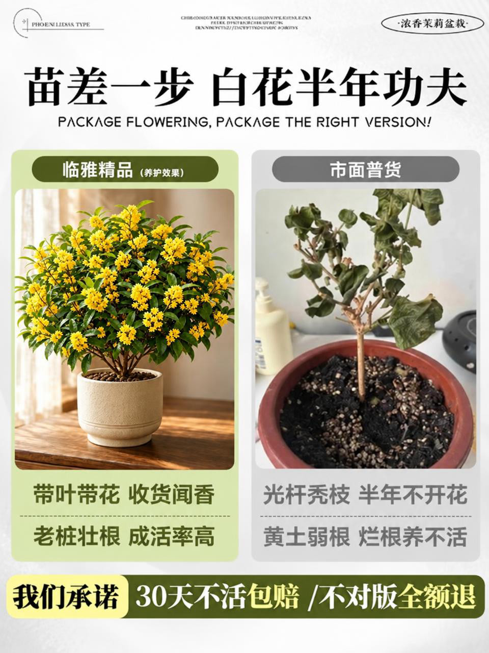 将图中左侧的白色茉莉花盆栽替换为金黄色的桂花盆栽，参考第二张图… - 图片创意预览