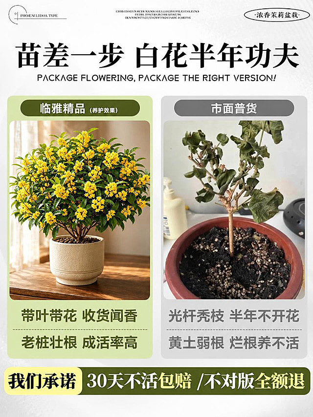 将图中左侧的白色茉莉花盆栽替换为金黄色的桂花盆栽，参考第二张图中桂花的形态、花朵颜色和叶片样式，保持原图的海报版式、文字内容、对比布局、花盆风格和整体设计不变，右侧枯萎植物保持原样