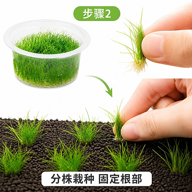 [主图-6] 迷你牛毛水草分株种植步骤。[氛围风格] 清晰步骤说明，简洁明了。[画质] 商业摄影质感、光线柔和通透、产品清晰真实、画面干净高级。[元素] 展示将整团迷你牛毛分成小株，逐一栽种到水草泥中，手捏小株水草操作自然，保持水草颜色质感与原图一致，杜绝变形色差。纯白色背景，操作区域居中。[光影] 均匀柔光，操作细节清晰，水草绿色鲜亮。[配色] 深褐色水草泥、翠绿水草、纯白背景，对比清晰。[视角构图] 平视聚焦种植操作，主体突出。[文字版式] 顶部标注步骤2，底部配文"分株栽种 固定根部"，字体清晰不遮挡操作主体。[输出要求] 1:1 比例，文字清晰可辨，超高清商业摄影质感；[负向提示词] 变形，文字错乱，产品图模糊，背景杂乱，水印，电商平台Logo。