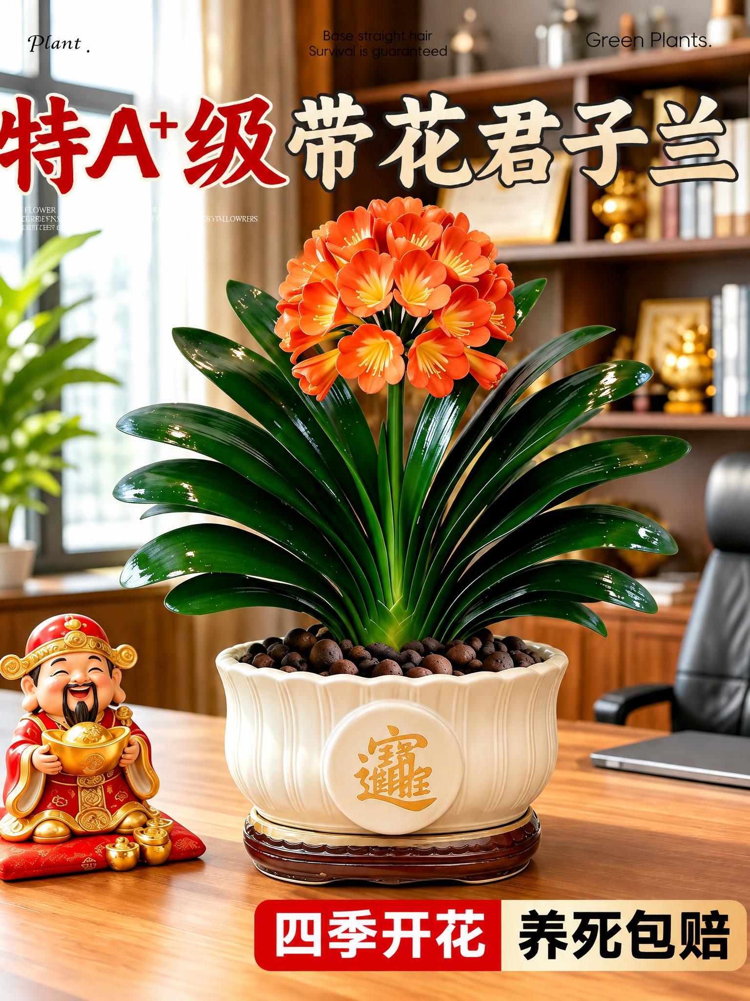 将第一张图中的红掌盆栽替换为第二张图中的橙色君子兰盆栽，保持君… - 图片创意预览