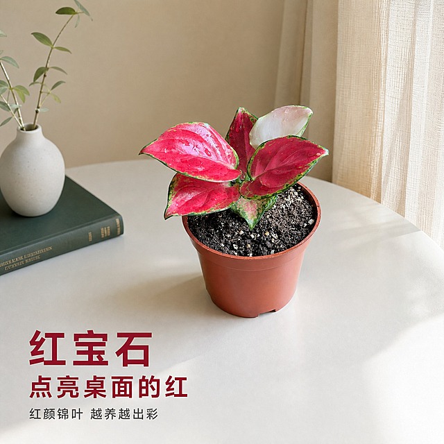 [主图-7] 红宝石粗肋草 桌面场景图 展示居家摆放效果
[统一基调] 国内电商1:1主图 白色极简桌面场景 商业摄影级真实质感 自然窗边柔光 字体用简洁无衬线黑体 标题深红 辅助字深灰 整体干净高级 温馨居家感
[画面] 红宝石粗肋草盆栽放置在白色哑光桌面靠前位置 主体占比约55% 45°平视视角 右侧窗边有柔和自然光投入 桌面上搭配一个白色陶瓷小花瓶和一本墨绿色封面的书作为陪衬 背景是米白色墙面与米色纱帘 营造温暖治愈系居家氛围 花盆底部有真实接触阴影 叶片水珠自然 画面左下角留白放标题与卖点
[光影质感] 真实居家自然光质感 主光来自右侧窗边 柔和漫射 红色叶片有自然光泽与明暗层次 桌面有柔和反光 整体温暖通透 无硬阴影
[配色] 背景米白墙+米色纱帘 桌面白色哑光 叶片玫红配绿边 花盆棕红 标题字深酒红 辅助字深灰色 整体低饱和高级感
[文字版式] 左下角横排主标题 红宝石 点亮桌面的红 下方两行小字 红颜锦叶 越养越出彩 文字均为无衬线黑体 主标题加粗 辅助字缩小55% 不遮挡主体
[输出要求] 1:1正方形 2048px 2K清晰度 场景自然真实 产品融入感强 无变形 无错字 无水印 无平台Logo