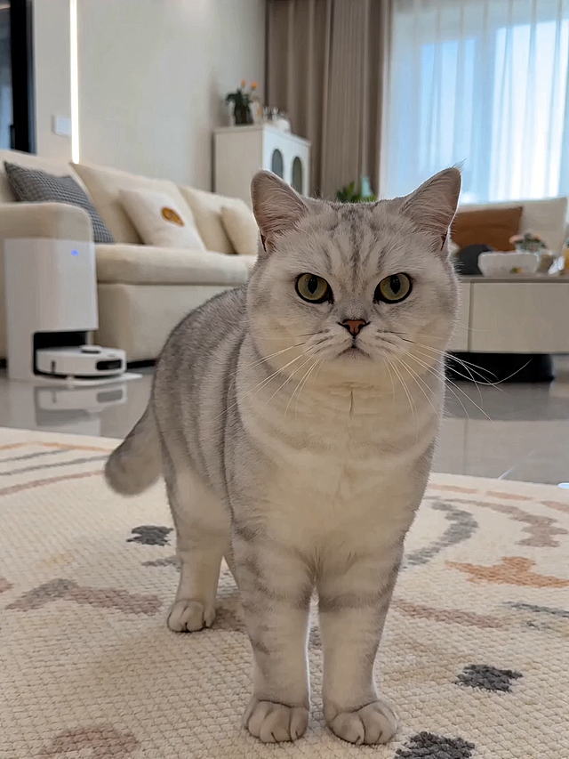 轻拟物风猫咪，毛发生长质感细腻，实景感家居背景，柔和温馨色调，清新可爱氛围，营造舒适居家体验。