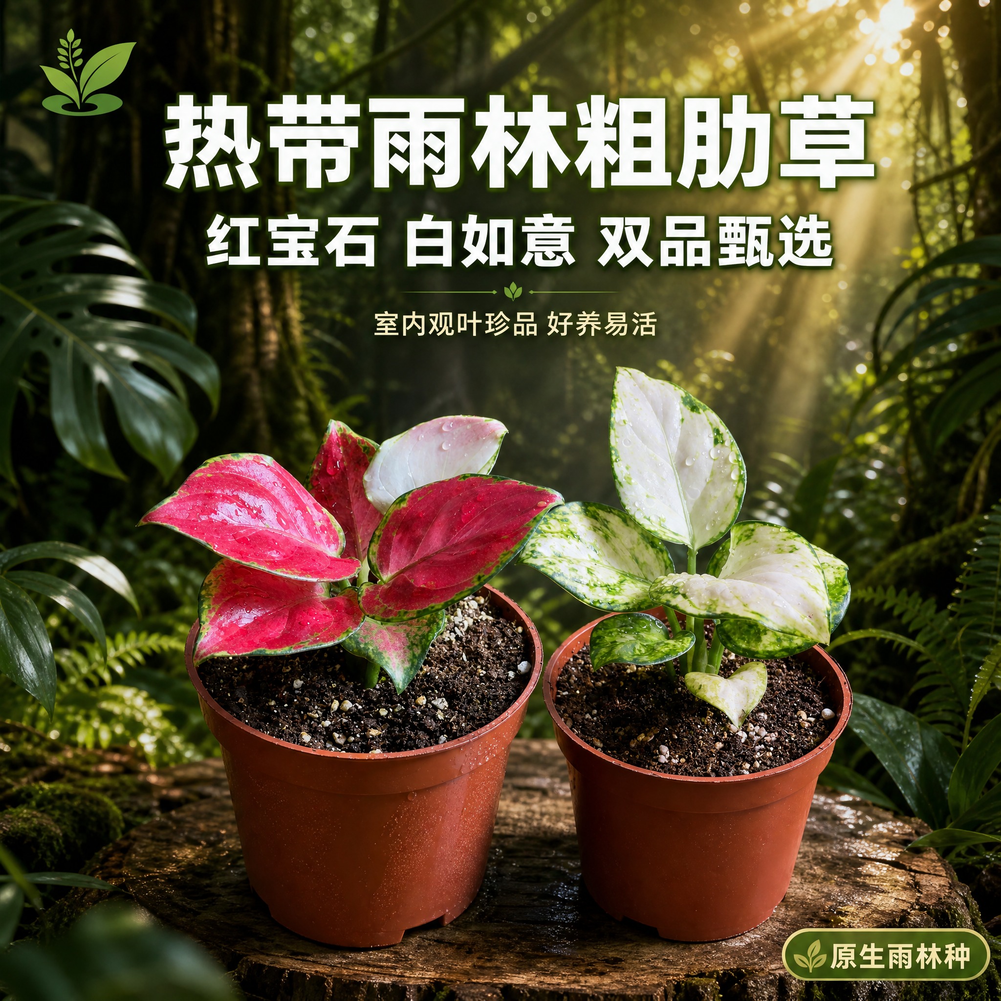 [主图-1] 双品英雄展示图，主题：热带雨林中的红宝石与白如意… - 图片创意预览