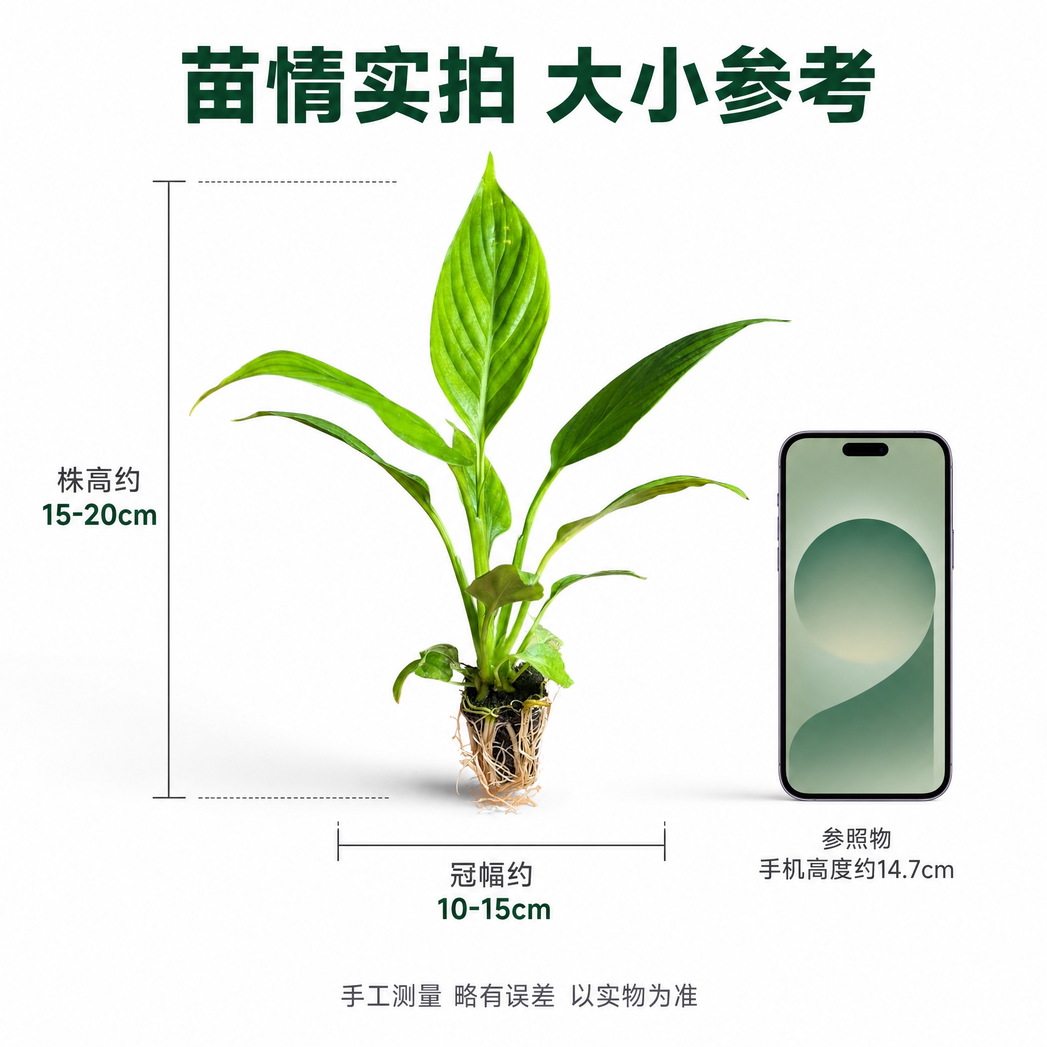 [主图-9] 美酒白掌尺寸规格展示图，白色背景，清晰标注植株大… - 图片创意预览