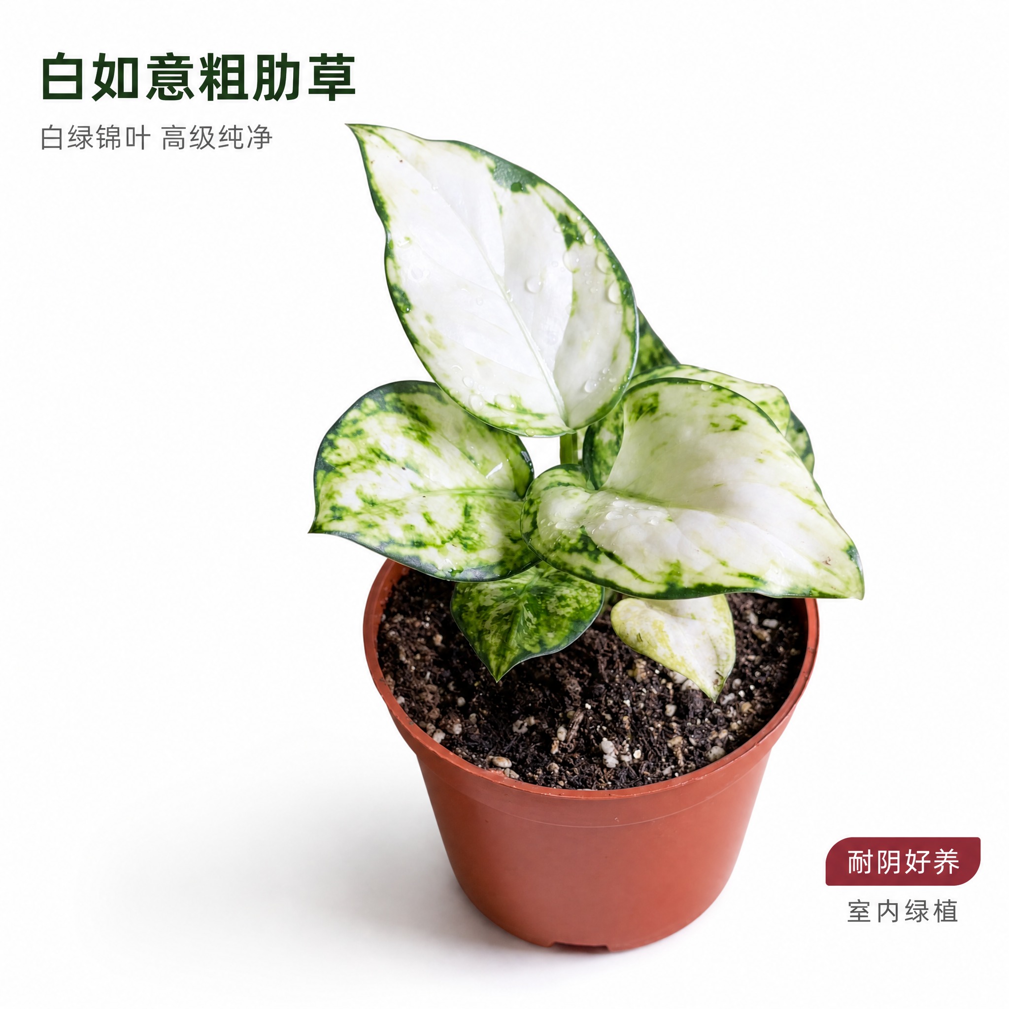 [主图-2] 白如意粗肋草单品白底主图，突出白绿锦叶的高级纯净… - 图片创意预览