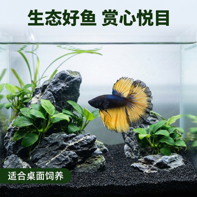 [主图 3]
[主图主题] 泰国斗鱼造景生态展示
[氛围/风格] 自然生态造景，清新自然，展示整体饲养状态
[画面元素] 保持原图片斗鱼外形和颜色完全不变，斗鱼在造景缸中自然游动，造景包含青龙石、迷你预览效果