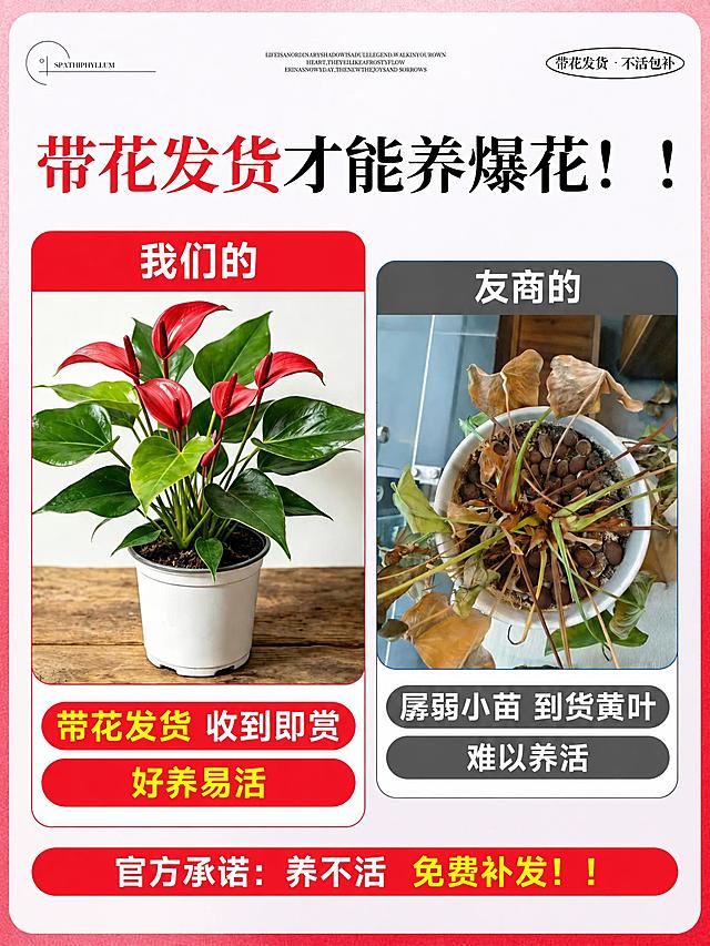 将图片中所有紫色元素（包括紫色花朵、紫色文字、紫色背景块、紫色边框等）全部变为鲜艳的正红色，保持其他颜色、构图、文字内容和画面细节不变