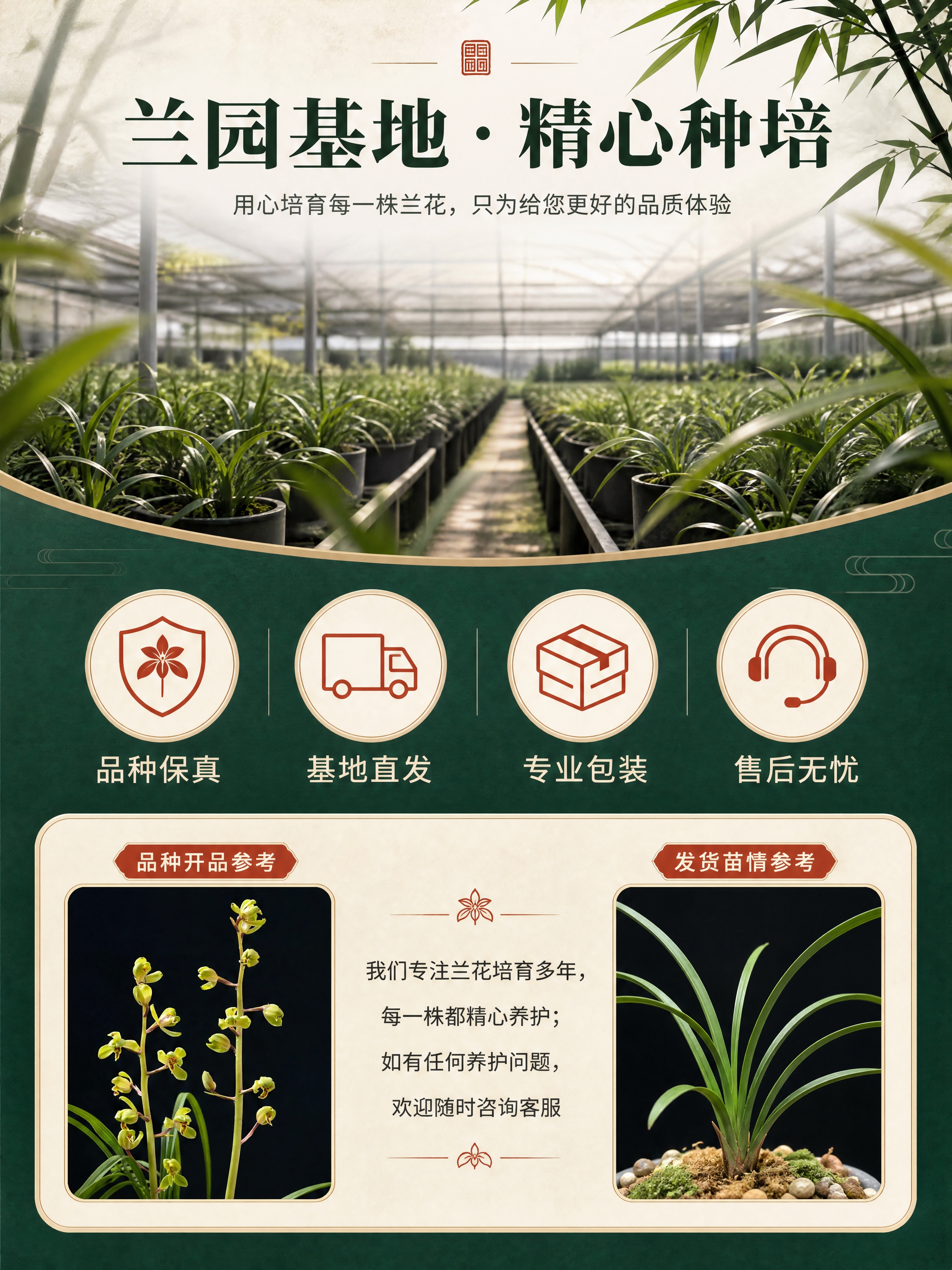 [商品] 使用【图1】开花图和【图2】兰苗实物图；分别作为品种… - 图片创意预览