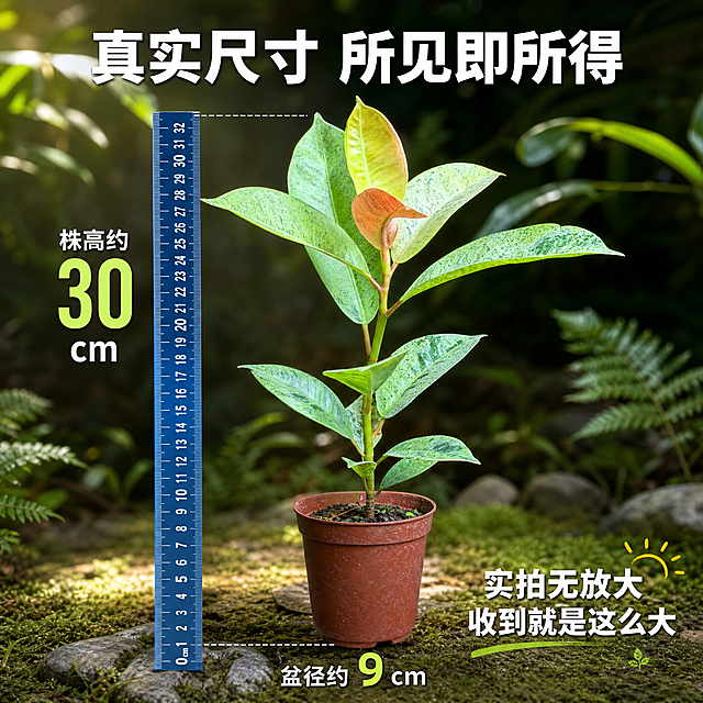 [主图-3] 尺寸规格信息图，清晰展示雀斑小姐植株高度与整体尺寸比例。
[统一基调] 热带雨林自然风格，深绿墨绿为主色调，点缀阳光金色光斑与蕨类植物剪影；字体为简洁现代无衬线粗体，主标题白色带轻微阴影，辅助文字浅绿白色；整体氛围清新治愈、高级商业摄影质感，自然光从左上方斜射。
[画面] 雀斑小姐花叶橡皮树完整植株置于画面中央，主体占比约60%，正面平视角度，完整展示从花盆底部到顶部新叶的整体高度；左侧有清晰的蓝色刻度标尺垂直摆放，刻度数字清晰可读，标注总高度约30cm左右；背景为简洁的热带雨林浅景深场景，有几片大叶子虚化在后方，地面有苔藓和小石子，整体干净不杂乱。
[光影质感] 商业产品摄影质感，均匀柔和的自然光，植株立体感强，阴影自然落在地面，标尺清晰无变形，叶片纹理和花盆细节清楚。
[配色] 主色调深绿浅绿 蓝色标尺 棕红花盆 白色文字 金色点缀。
[文字版式] 顶部主标题"真实尺寸 所见即所得"，左侧标尺旁标注"株高约30cm"，下方标注"盆径约9cm"，右下角补充"实拍无放大 收到就是这么大"，文字白色粗体，数字字号放大突出。
[输出要求] 1:1正方形 2048px 文字清晰可读 尺寸标注准确 植株完整；负向：变形 错字 模糊 标尺歪斜 比例失调 水印 平台Logo