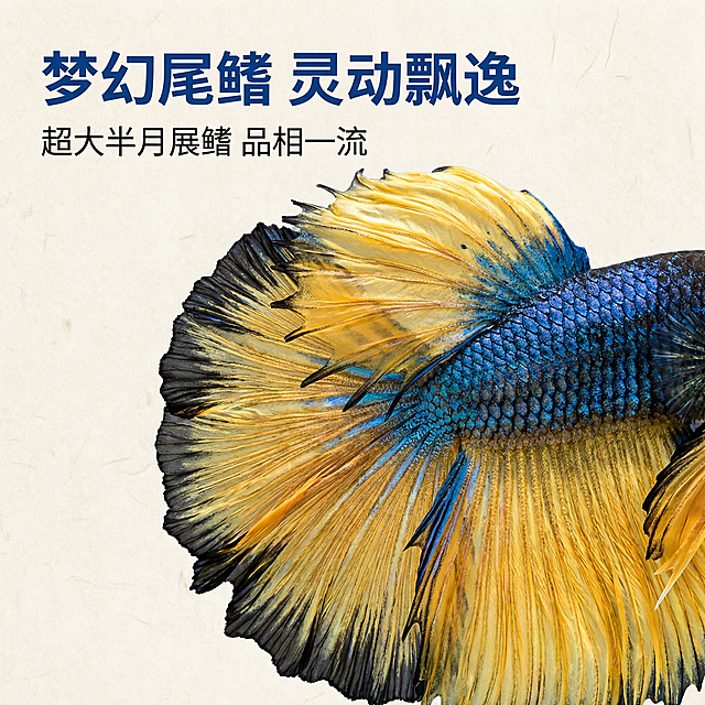 [主图 2] 泰国斗鱼半月芥子核心亮点展示
[氛围/风格] 中国风，真实质感，高清细节
[画面元素] 商业摄影质感、光线柔和通透、产品清晰真实、画面干净高级。特写展示泰国斗鱼半月芥子的大尾鳍细节，放大展示独特蓝黄渐变鳞片和丝滑尾鳍纹理，保留真实品相。背景采用浅米色宣纸中国风底，无边框满铺，光影自然突出鳞片金属光泽和尾鳍层次感。
[配色色系] 主色调：浅米色；辅助色：斗鱼自然蓝黄色
[视角构图] 特写平视，细节主体占画面70%，突出纹理质感
[文字版式] 左上左对齐排列文字，主标题 "梦幻尾鳍 灵动飘逸" 深蓝色粗体字，比正文字号大50%；副标题 "超大半月展鳍 品相一流" 黑色常规字体，不遮挡主体细节。
[比例分辨率] 1:1 比例，2k 分辨率；文字清晰可辨，超高清。
[负向提示词]变形，水印，文字错乱，产品图模糊，背景杂乱
