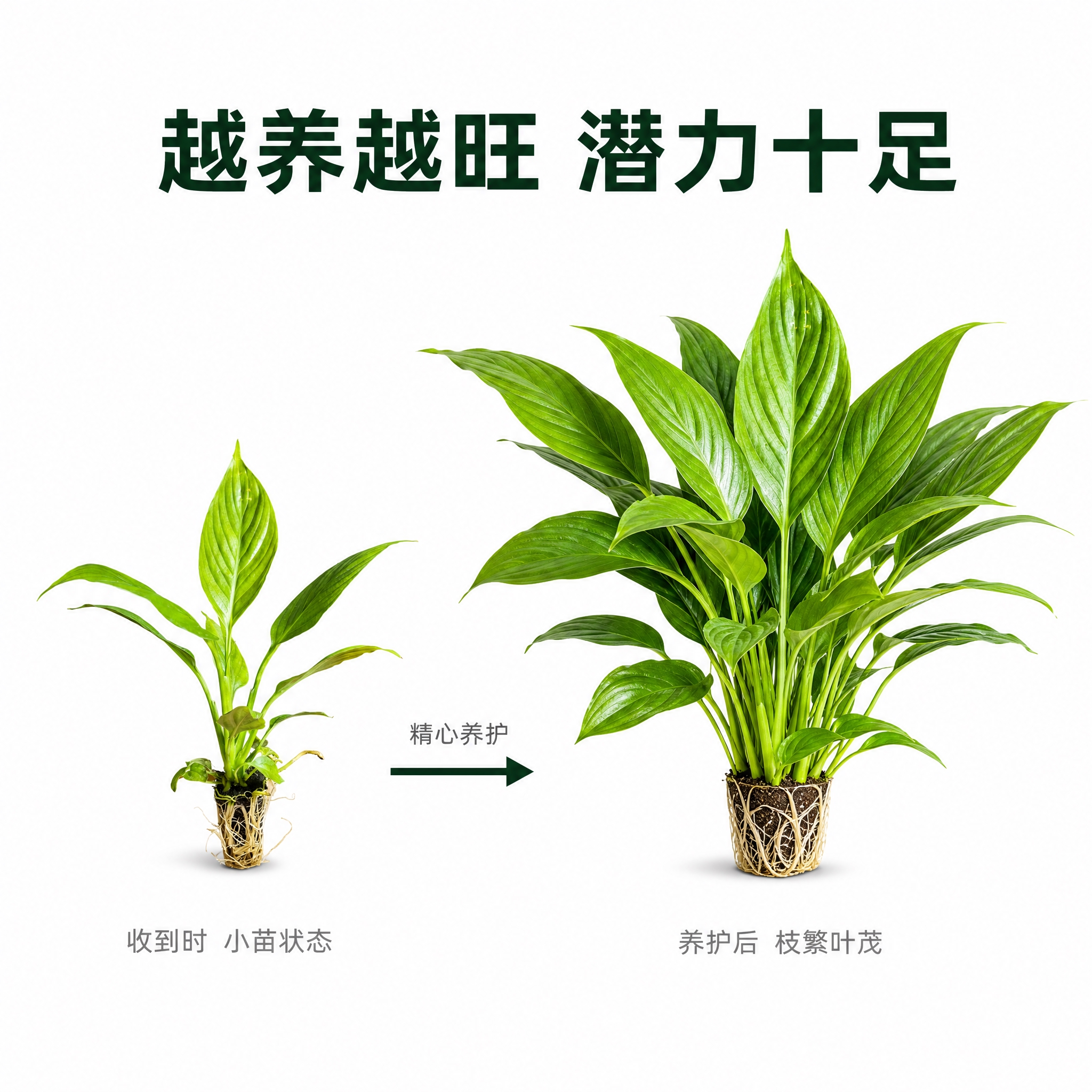 [主图-9] 生长过程示意对比图，纯白背景，展示美酒白掌从小苗… - 图片创意预览