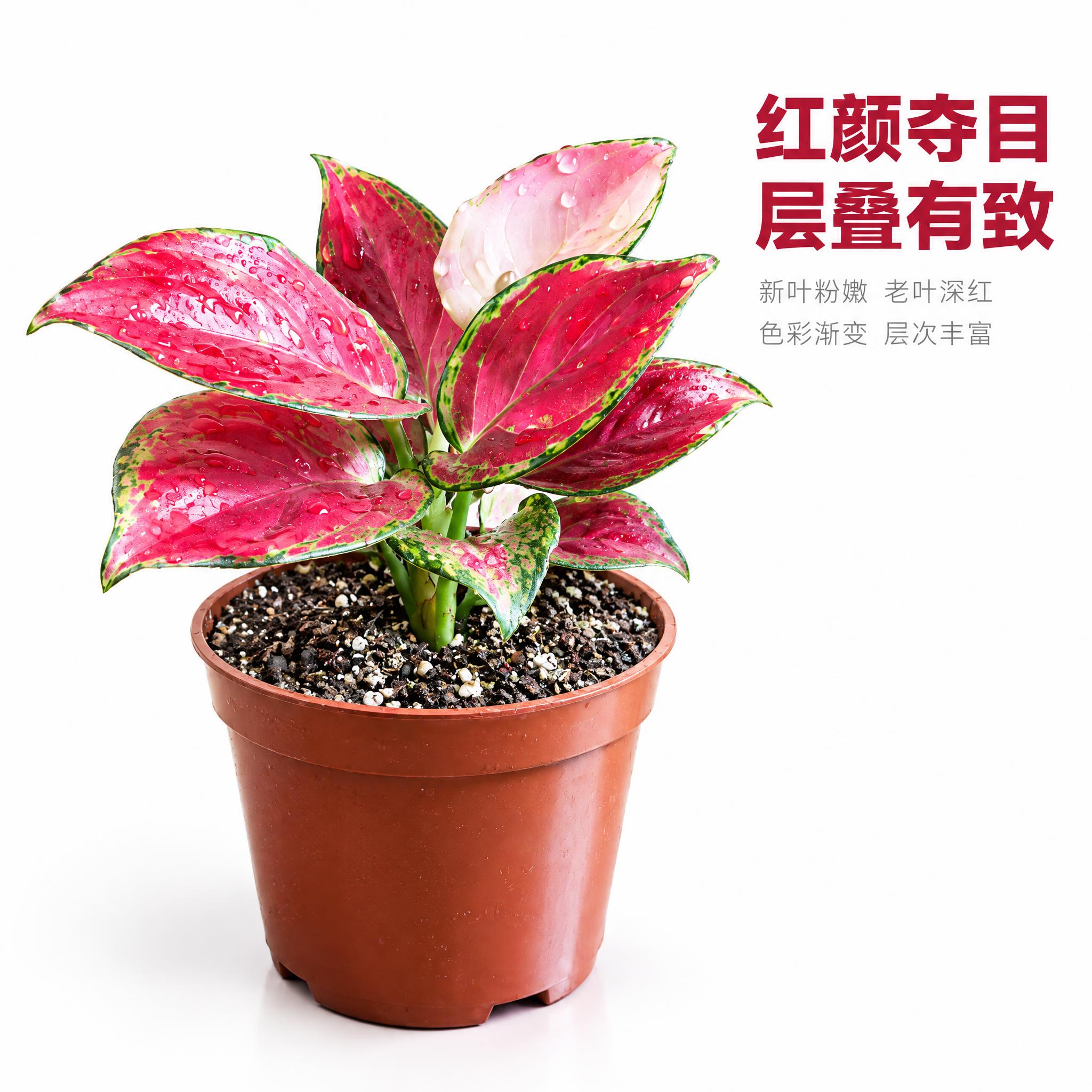 [主图-7] 红宝石粗肋草侧面视角，展示株型与红叶片层叠美感，… - 图片创意预览