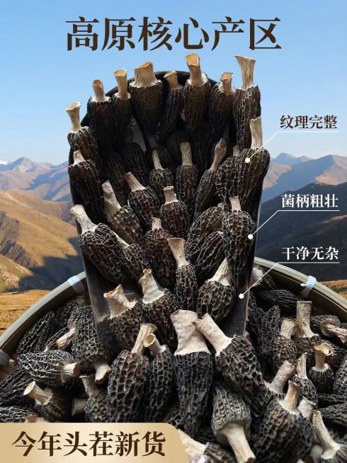 [主图 2] 干羊肚菌干货核心卖点展示图，以原干羊肚菌为主体，背景融入高原远山自然风景，体现产地优势。使用纤细引线分别标注，连接对应位置："纹理完整"、"菌柄粗壮"、"干净无杂"。画面顶部大字体文案预览效果