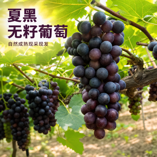 [主图-1] 夏黑无籽葡萄果园实景首图，突出新鲜现摘
[氛围风格] 自然果园新鲜风，充满食欲感
[画质] 商业摄影质感、光线柔和通透、产品清晰真实、画面干净高级。
[元素] 饱满的夏黑无籽葡萄大串挂在预览效果