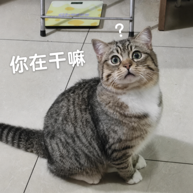 在图片合适位置添加白色文字"你在干嘛"，保留原本猫咪形象、场景和问号不变预览效果