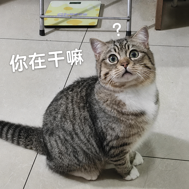 在图片合适位置添加白色文字"你在干嘛"，保留原本猫咪形象、场景和问号不变