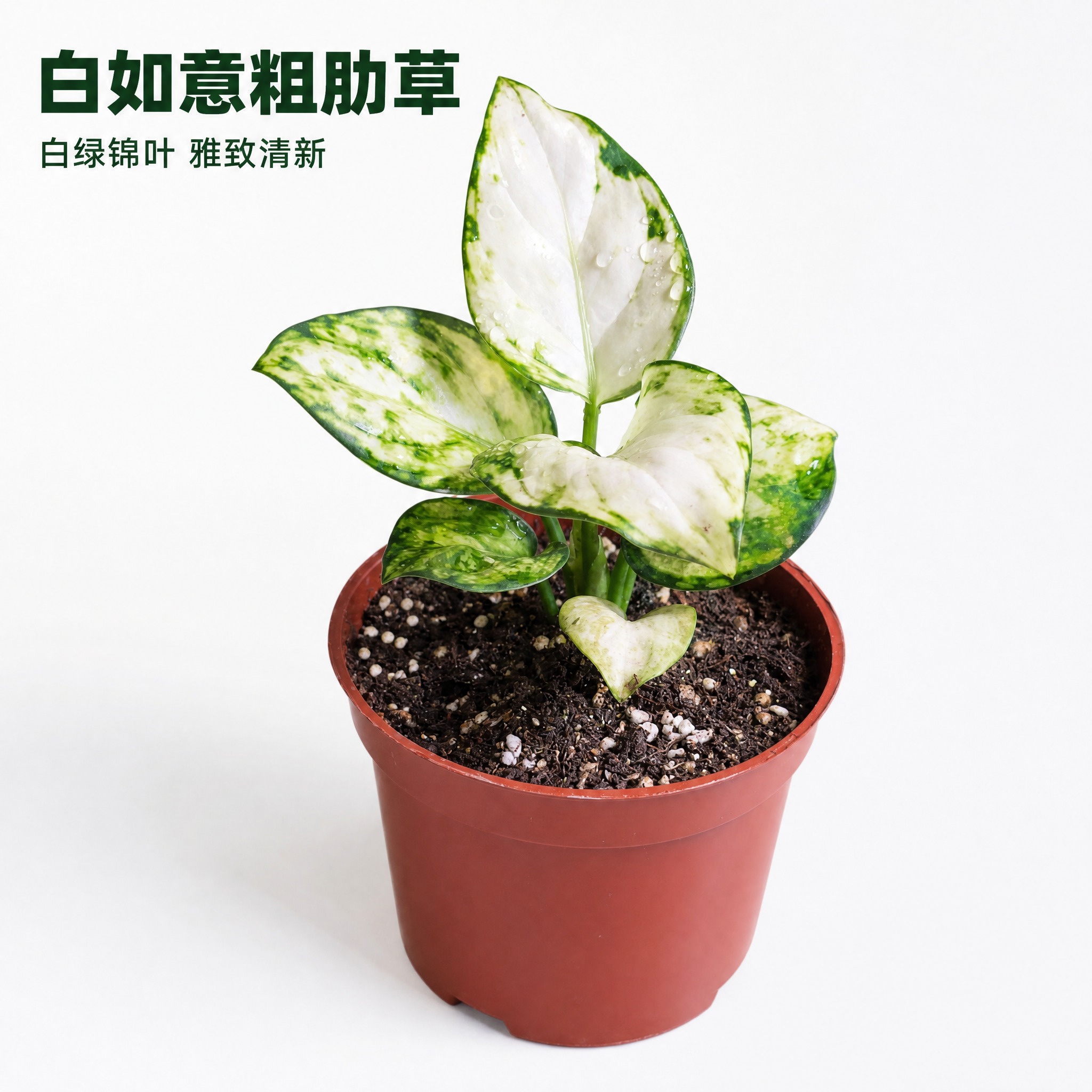 [主图-1] 白如意粗肋草 白底英雄主图 唯一任务：展示白如意… - 图片创意预览