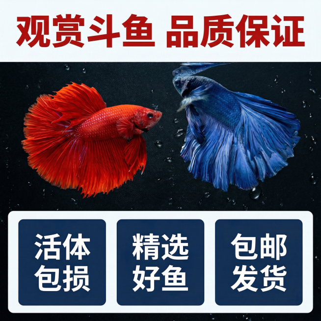 [主图 10]服务承诺结尾；保留大红袍和大蓝袍两条斗鱼原有外观，修改底部服务承诺，去掉顺丰发货改为包邮；[氛围/风格]简洁明了，增强信任感；[画面元素]大红袍和大蓝袍两条斗鱼放在画面中上部，保留原有外预览效果