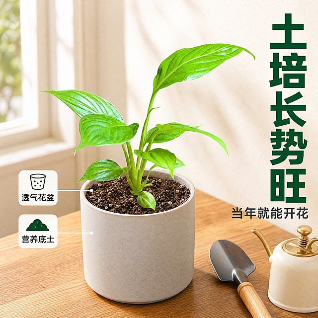 [主图-4] 土培种植陶瓷盆栽种效果图
[统一基调] 拼多多国内电商主图风格，大字直白高转化商业流行风，干净明亮高饱和摄影质感，统一使用亮青绿色主标题字色+深灰色辅助字色+白色圆角信息卡片，字体为粗黑无衬线体，光源来自左上方45度，整体清新明亮充满生命力。
[画面] 画面主体为Spathiphyllum wallisii 'Mojo'组培苗土培栽种在简约素烧陶瓷花盆中的效果，花盆为浅灰色哑光圆柱形陶瓷盆，盆内装有深色营养土，植株从土中长出，叶片翠绿茂盛，完整保留原图叶片形态和生长方向，主体占比约60%位于画面中央。背景为原木色桌面+米白色墙面，旁边有小铲子和喷壶作为装饰道具，呈现温馨居家种植场景。
[光影质感] 自然光从左侧窗户照入，花盆有自然的明暗过渡，土壤表面有颗粒质感，叶片有柔和高光，桌面有花盆的自然投影，整体温暖柔和有生活气息。
[配色] 背景为原木色+米白，花盆浅灰色，标题字色为墨绿色，辅助文字深灰色，整体温暖自然。
[文字版式] 画面右上角竖排主标题"土培长势旺"，下方小号文字"当年就能开花"，花盆左侧有两个小图标分别标注"透气花盆"和"营养底土"，用细线指向对应位置。文字横排为主，不遮挡植株主体。
[输出要求] 1:1正方形构图，2048*2048像素，陶瓷质感真实，植株自然融入花盆，叶片形态与原图一致，文字清晰可读，无变形无错字，画面干净无水印无平台logo，禁止出现花盆破损、土壤溢出、叶片破损等负面状态。